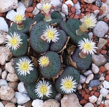 Green Conophytum Obcordellum Flower seeds blooming in flower beds, containers, borders, and pollinator-friendly gardens