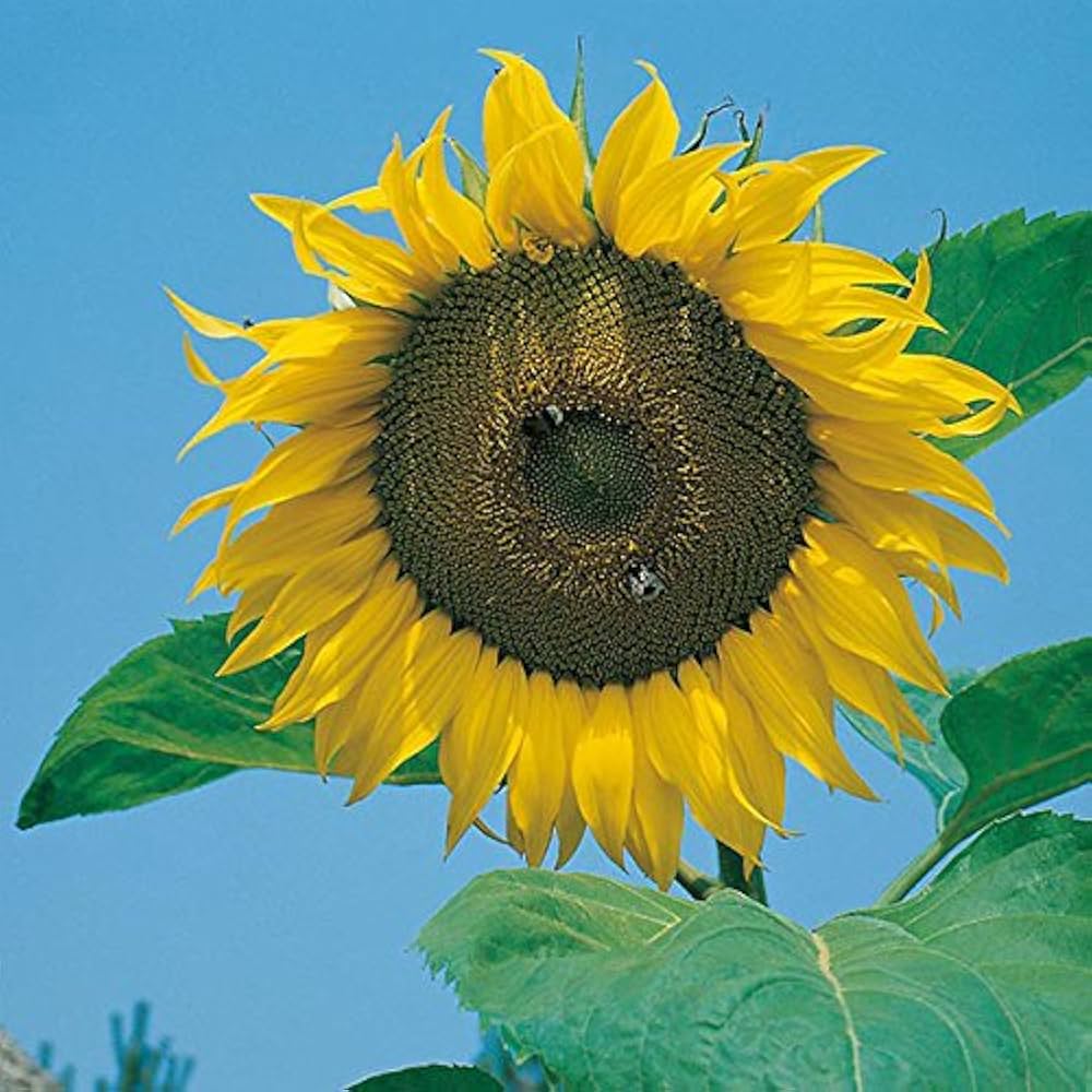 Greek Sunflower Seeds for Planting Helianthus annuus for vegetable patches and flower beds