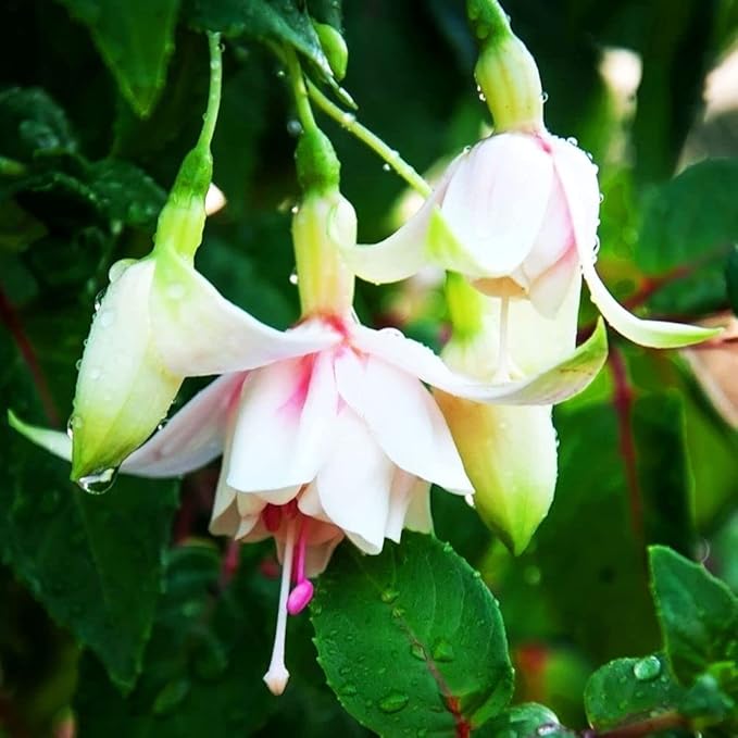 Fuchsia Flower Seeds, Potted Flowers DIY, Bell Flower Seeds