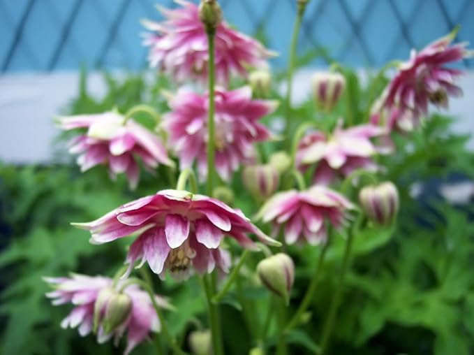 Nora Barlow Columbine Seeds for Elegant, Double Blooms