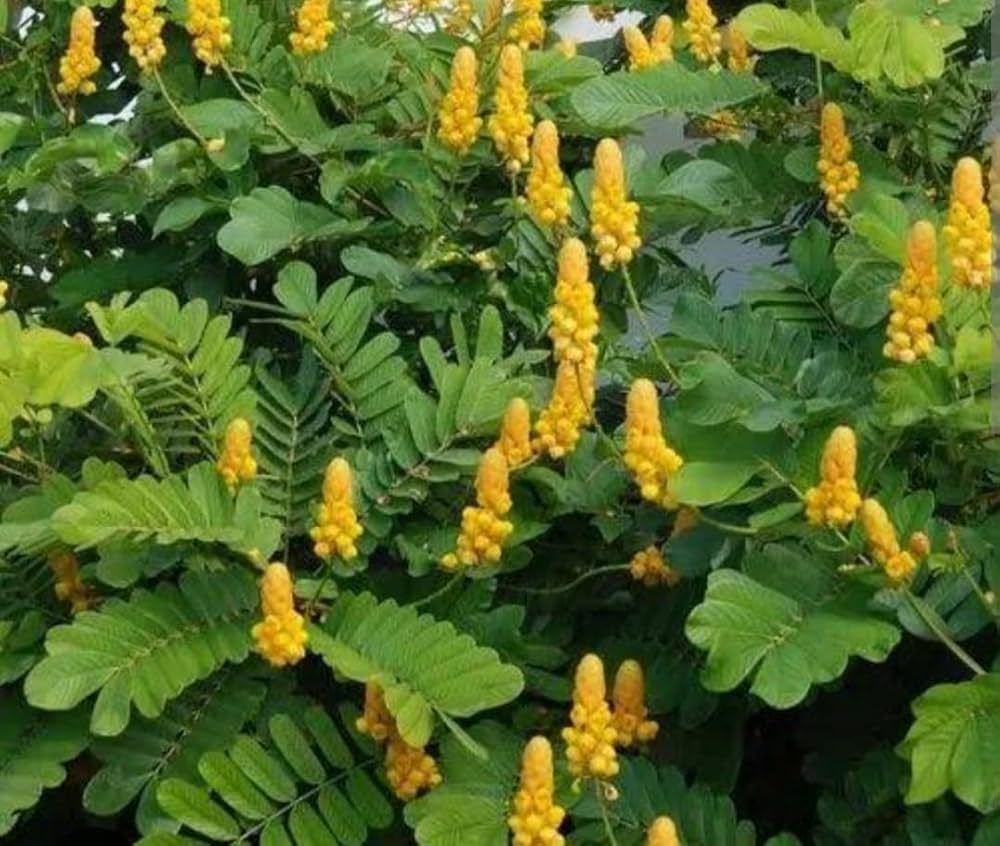 Yellow Cassia Alata Flower seeds for Planting - Vibrant Colors, Heirloom & GMO Free Seeds for Home Garden