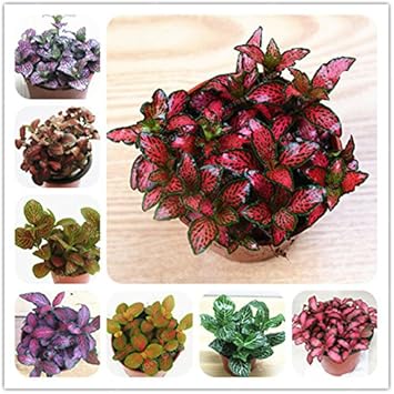 Mixed Fittonia Verschaffeltii Flower seeds for Planting - Cut Flower Favorite, Heirloom & GMO Free Seeds for Home Garden
Sale seeds for home garden