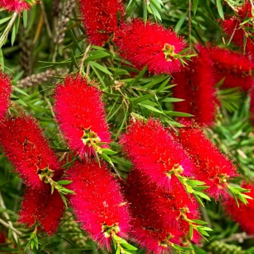 Pink Melaleuca Flower seeds for Planting - Fragrant Blossoms, Heirloom & GMO Free Seeds for Home Garden