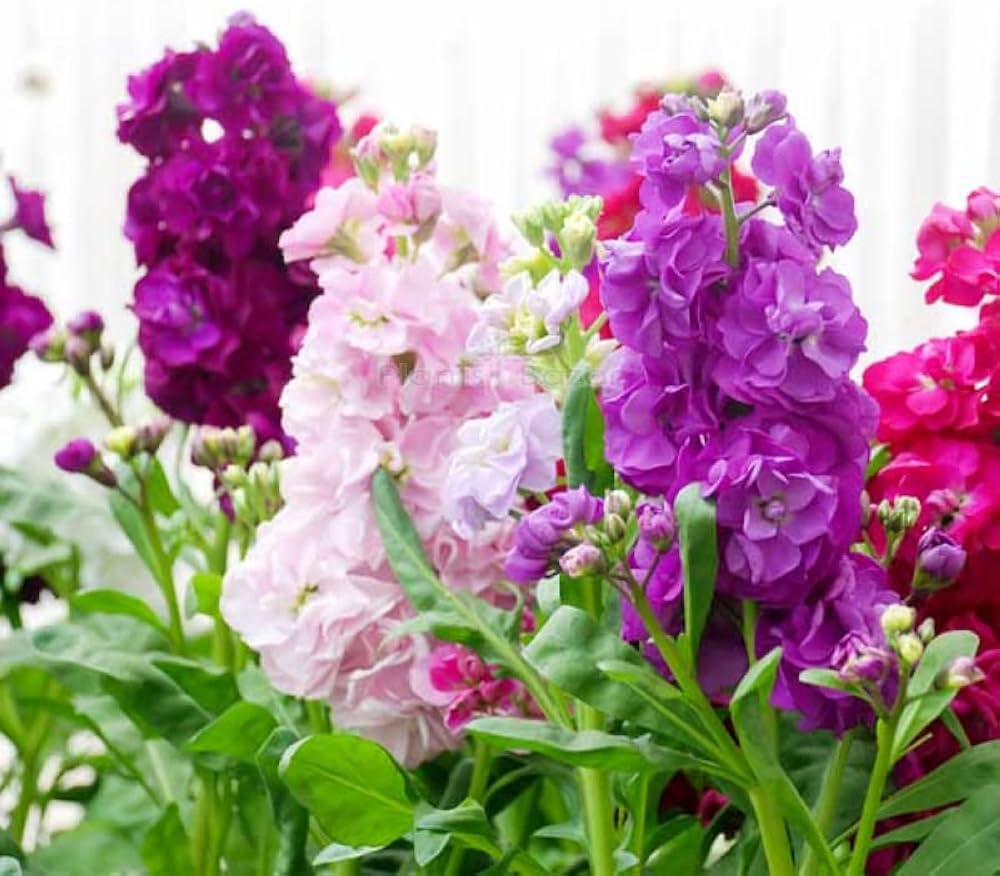 Matthiola Incana Flower seeds for Planting - Shade Tolerant, Heirloom & GMO Free Seeds for Home Garden