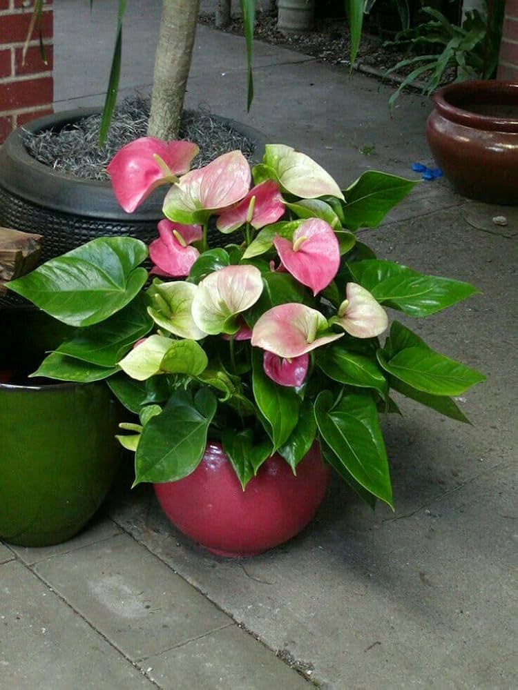 Pink & Green Anthurium Flower Seeds for Planting Fragrant Blossoms Heirloom & GMO Free Seeds for Home Garden
Sale
