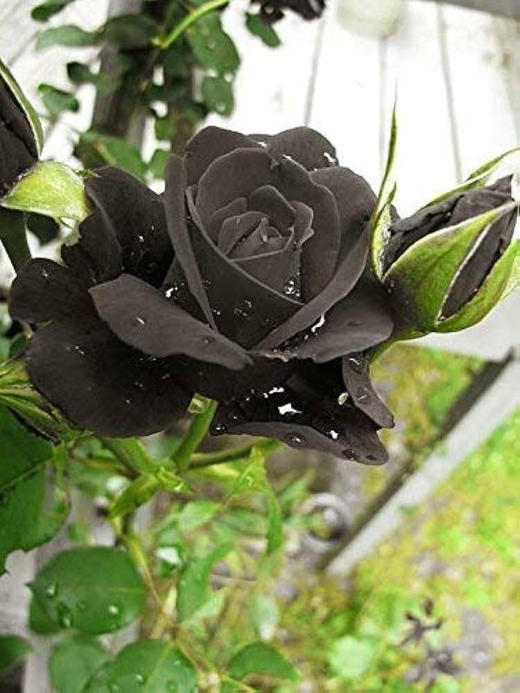 Black Rose Seeds for Dark, Elegant Garden Blooms