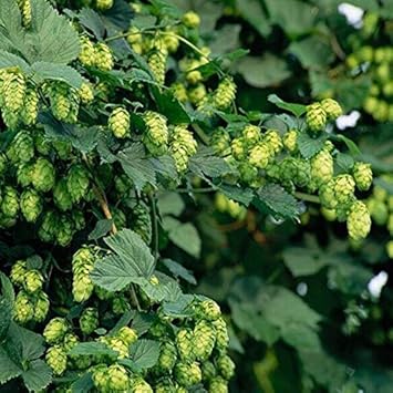 Green Humulus Lupulus Flower seeds blooming in flower beds, containers, borders, and pollinator-friendly gardens
