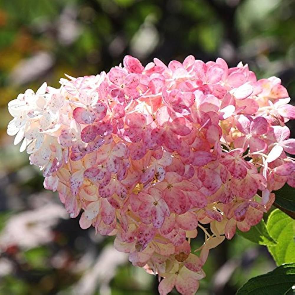 Hydrangea Vanilla Fraise Hydrangea macrophylla Seeds for Planting - Ideal for Flower Bed & Home Garden