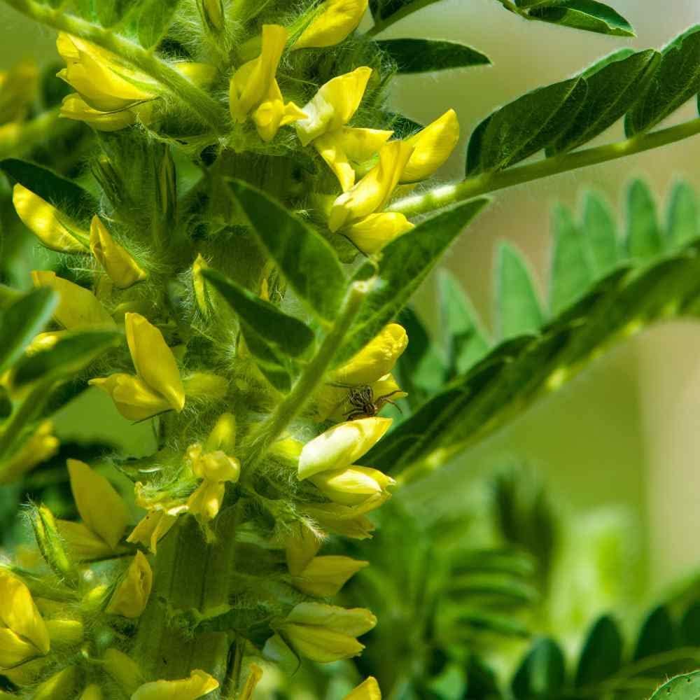 Yellow Astragalus Flower seeds for Planting - Cut Flower Favorite, Heirloom & GMO Free Seeds for Home Garden
Sale for planting in home garden