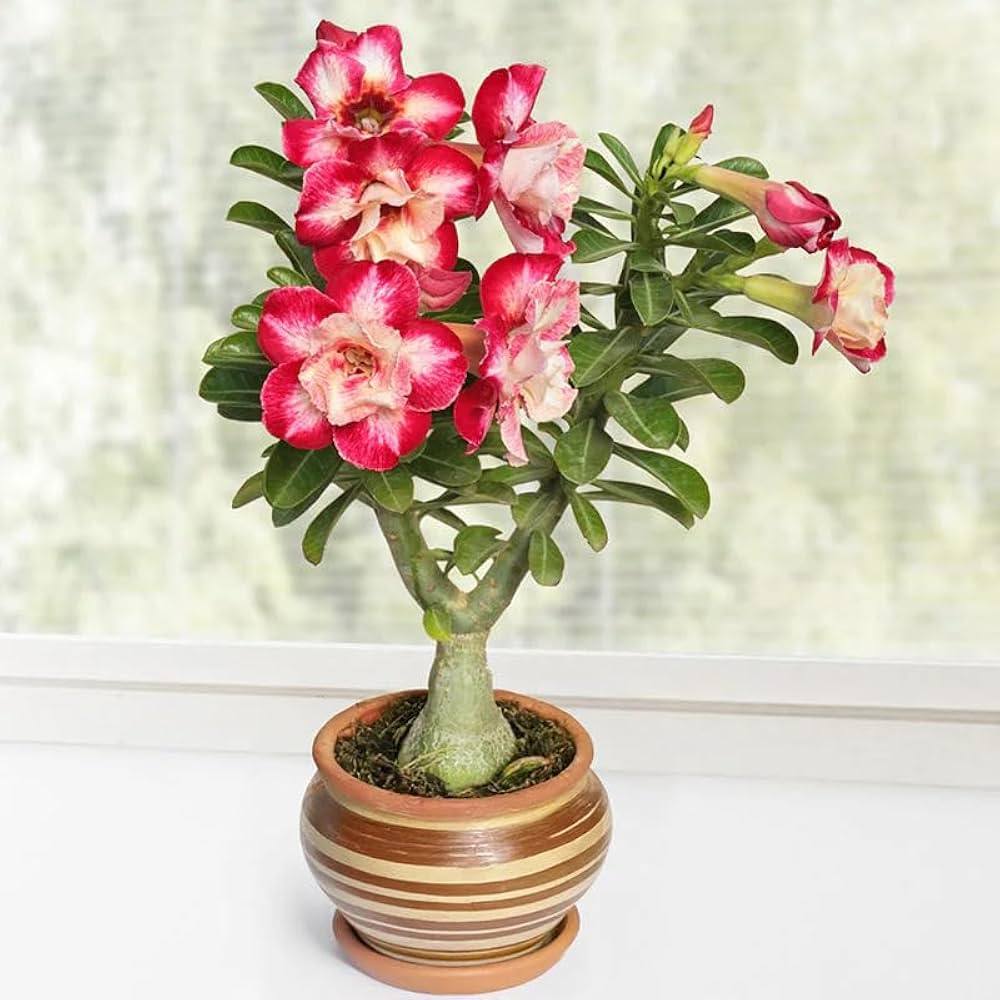 Pink and White Adenium Obesum Flower Seeds for Planting