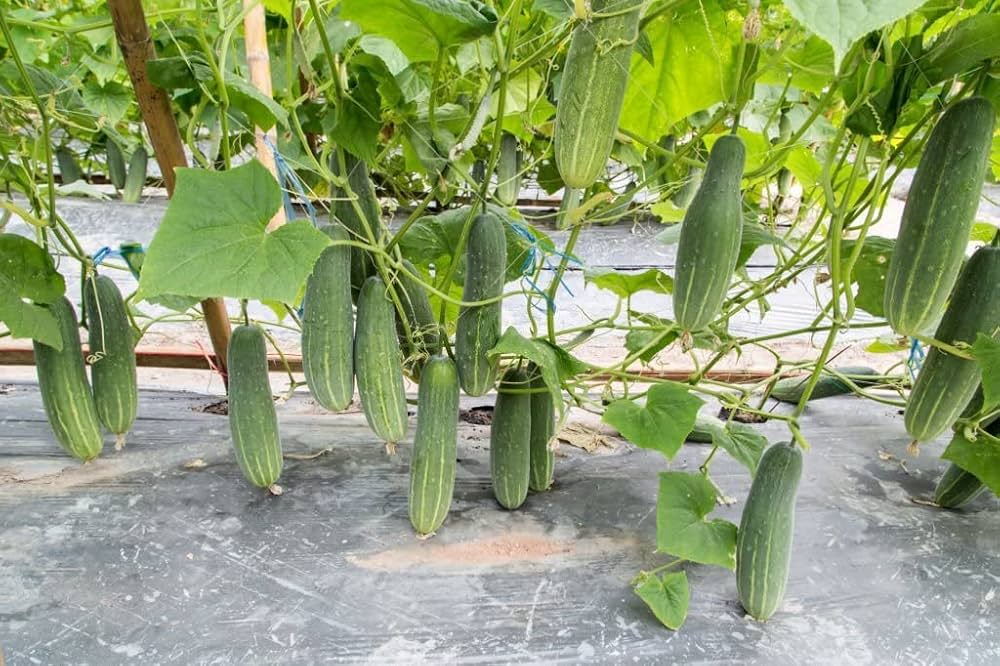 Evergrowseeds Holland Baby Cucumber flower seeds for planting in vegetable patch, shown in 20-pack with seed packets on white background.