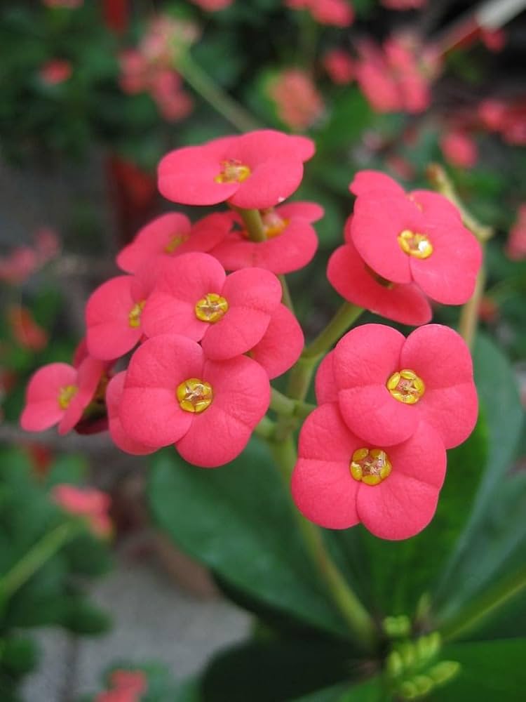 Euphorbia Milii Hybrid Euphorbia milii Seeds for Planting in Tropical Garden