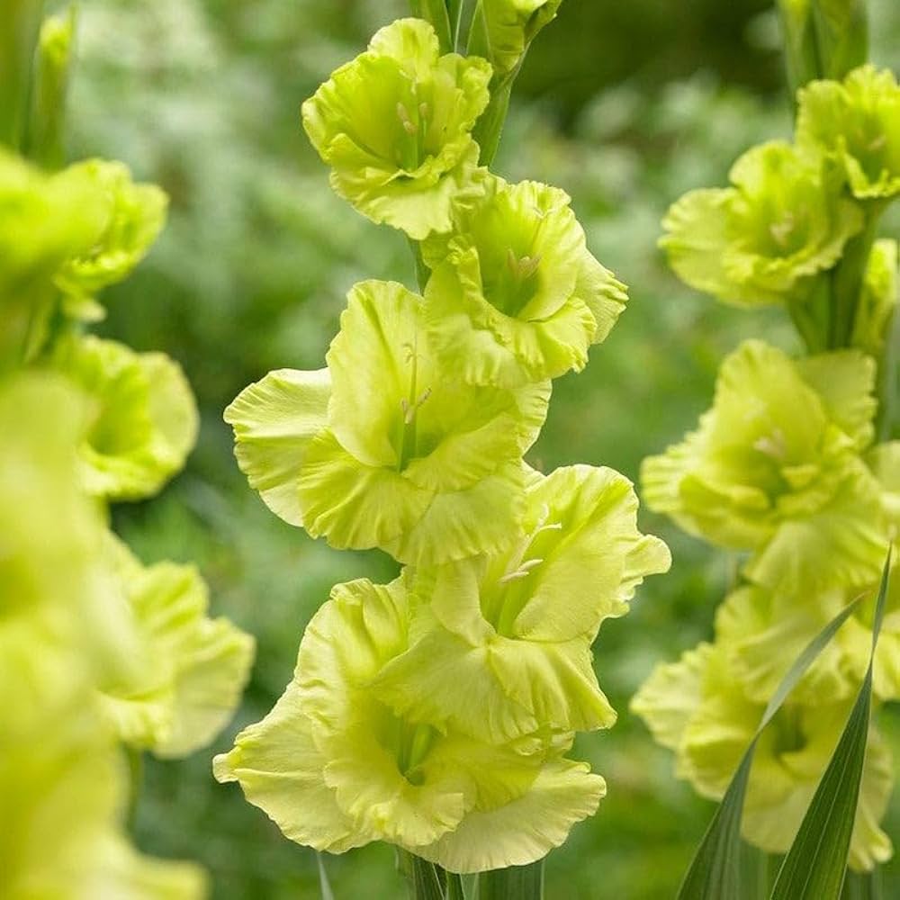 Gladiolus Light Green Flower seeds for Planting - Vibrant Colors, Heirloom & GMO Free Seeds for Home Garden