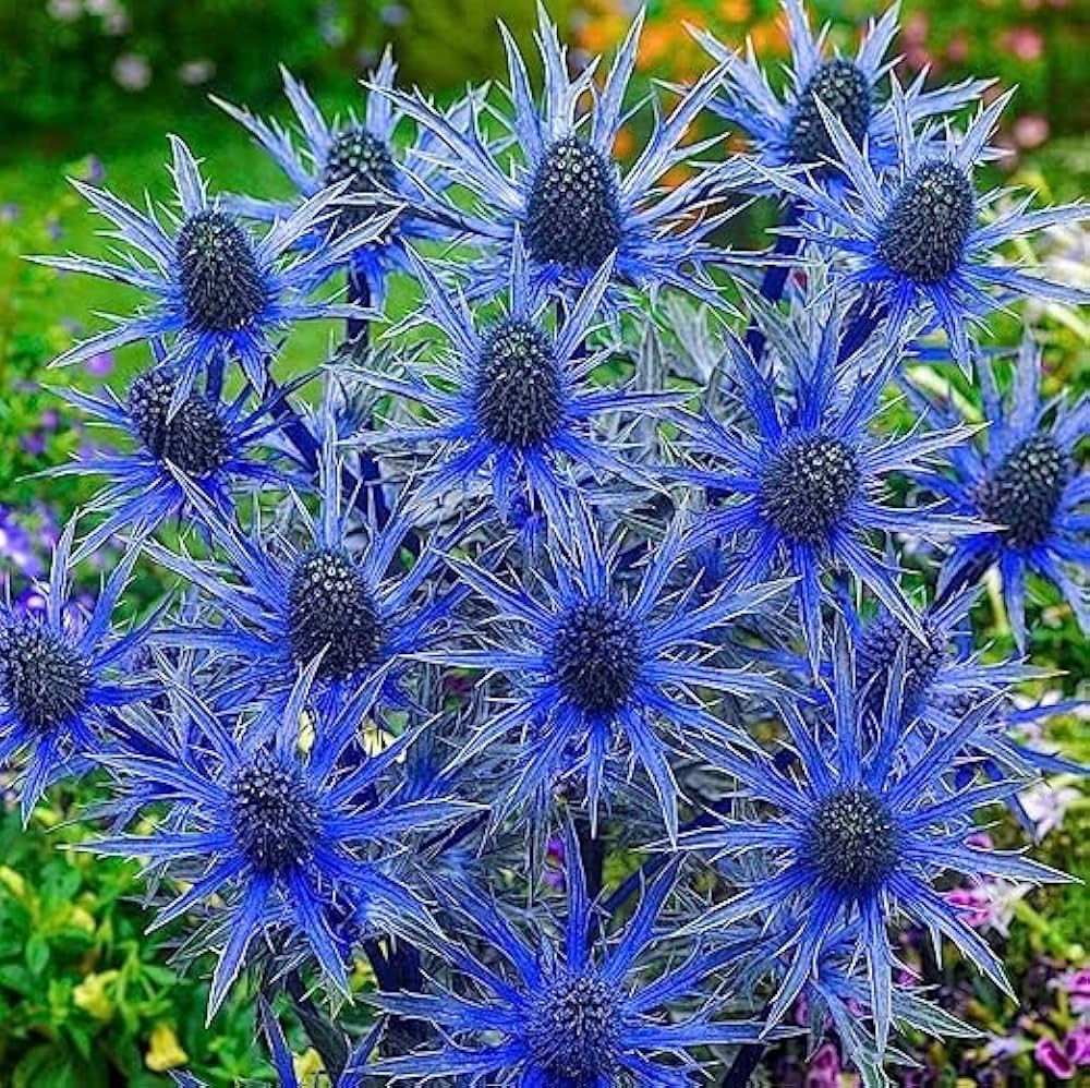 Blue Eryngium Flower seeds for Planting - Perfect for Borders, Heirloom & GMO Free Seeds for Home Garden