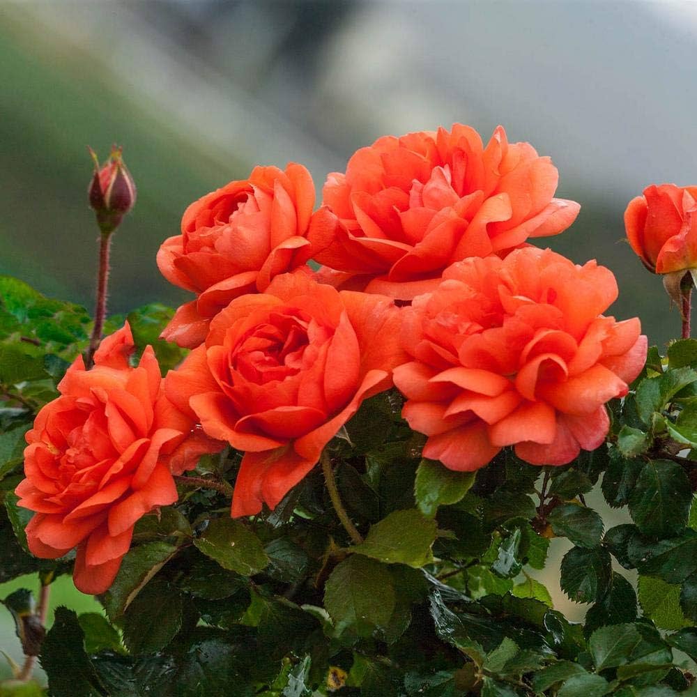 Orange Climbing Rose Flower seeds blooming in flower beds, containers, borders, and pollinator-friendly gardens