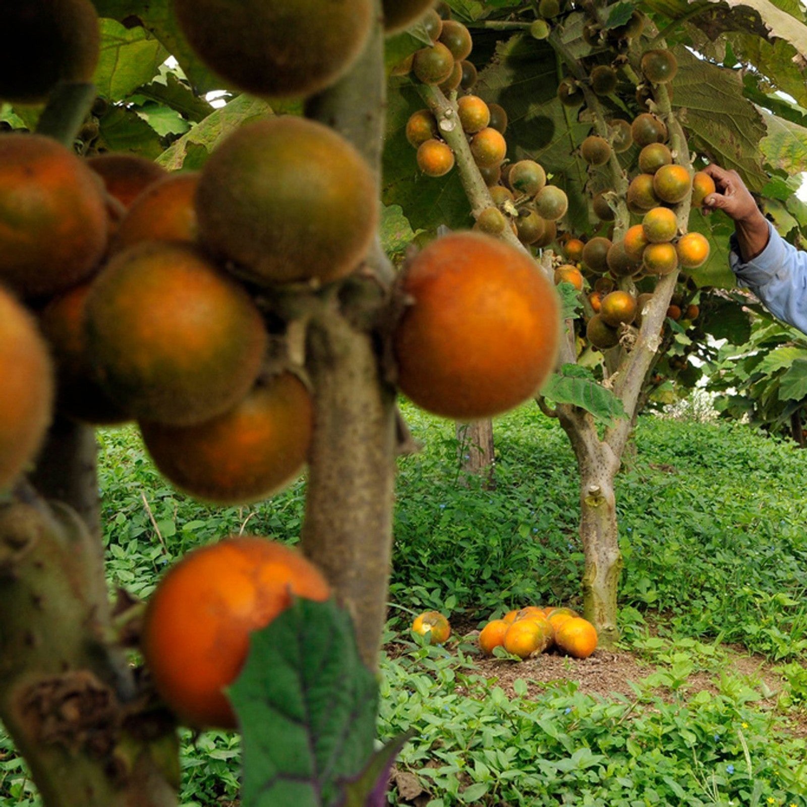 Orange Naranjilla Lulo Seeds for Planting Grow Exotic Tropical Fruit at Home