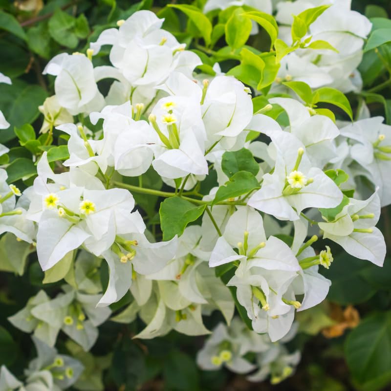 White Bougainvillea Kousa Flower seeds for Planting - Easy to Grow, Heirloom & GMO Free Seeds for Home Garden