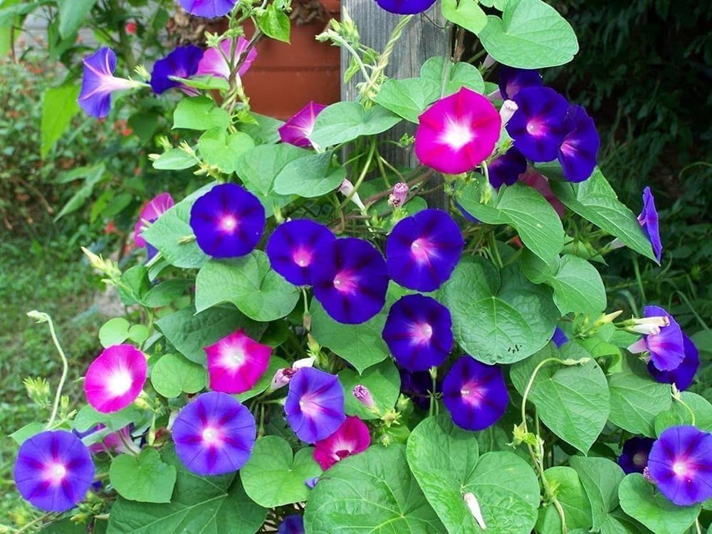Perennial Vine Climbing Purple Flower Seeds for Vibrant Garden Planting - Evergrowseeds