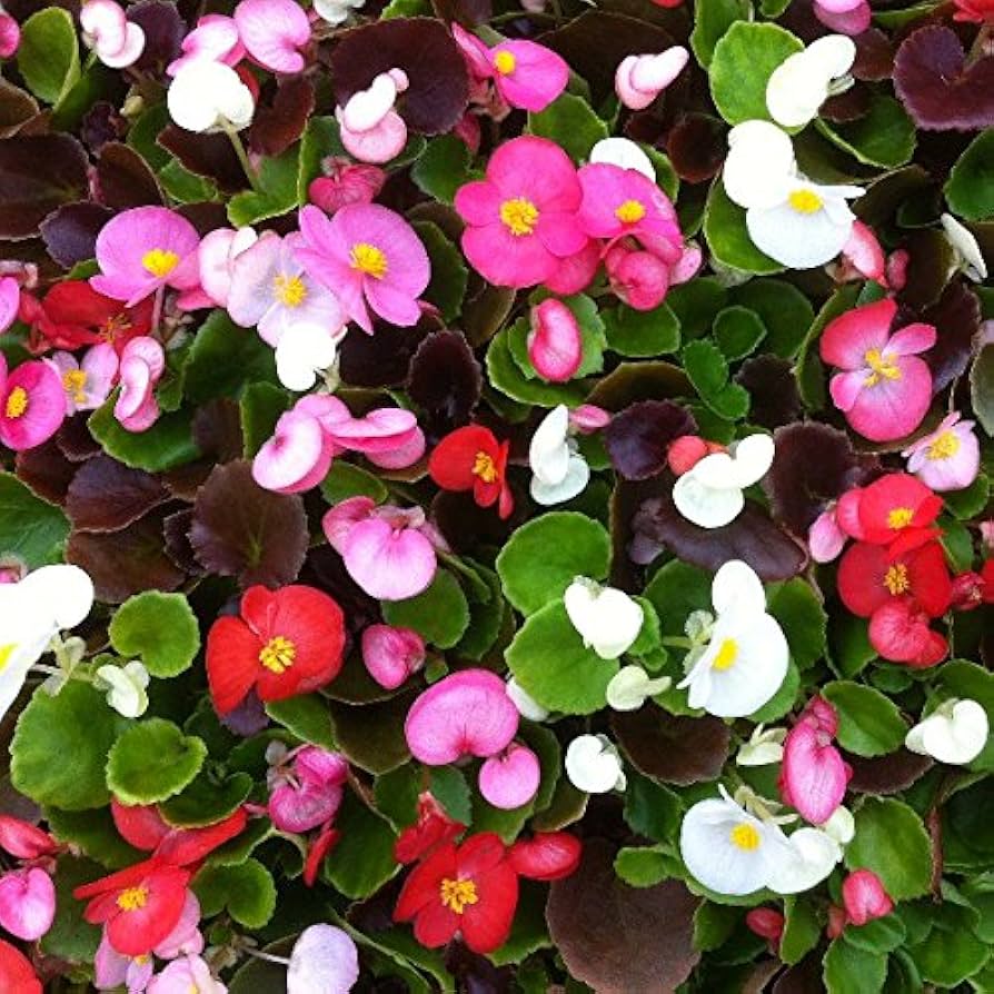 Pelleted Seeds Begonia Schokoladen Sampler Mix