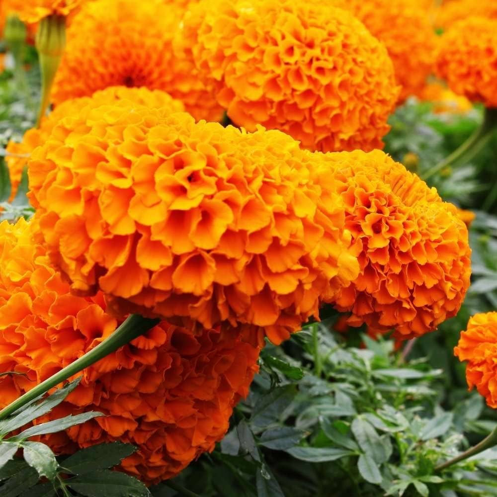Orange Carnations Flower seeds for Planting Bright Blooms Heirloom & GMO Free Seeds for Home Garden