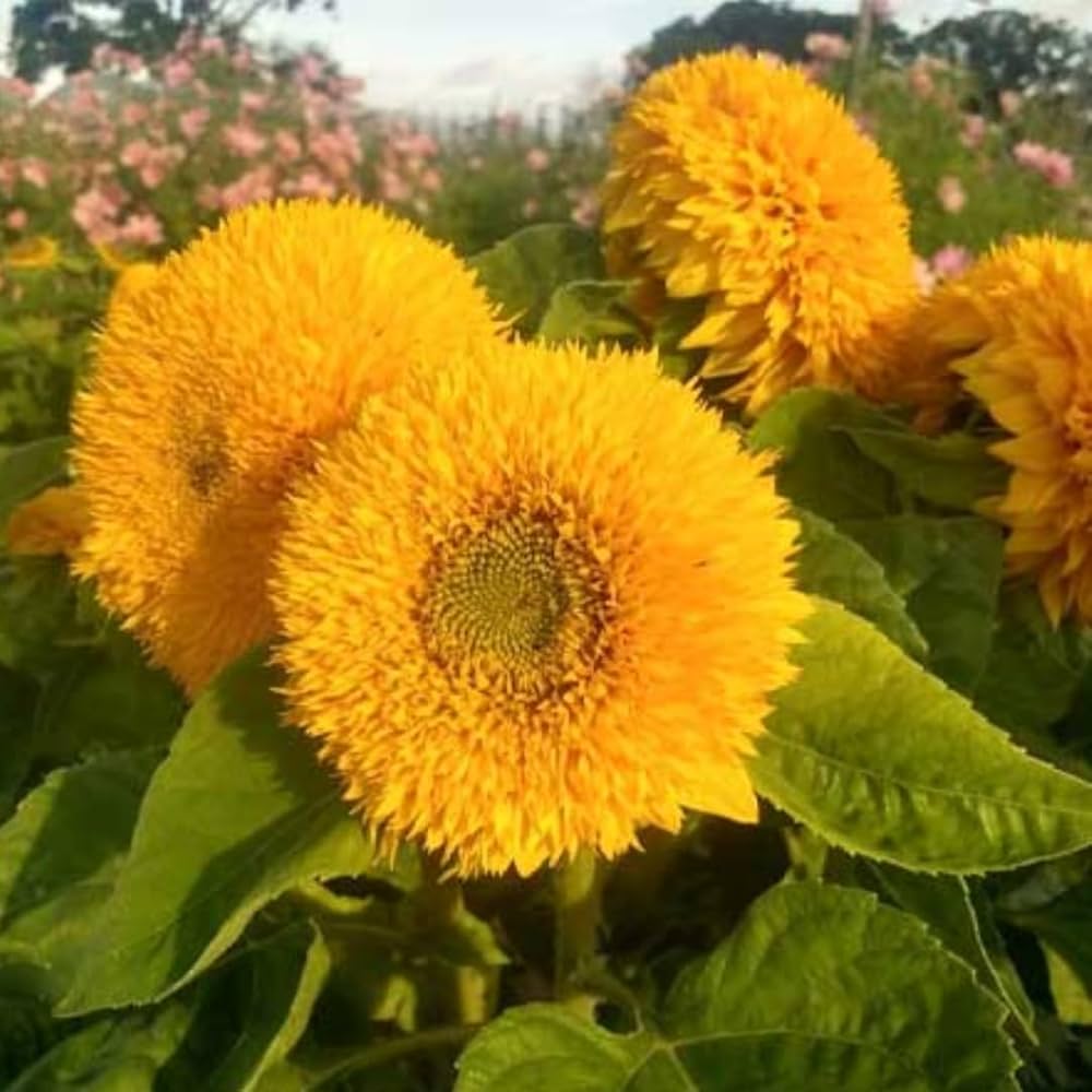 Yellow Teddy SunFlower seeds for Planting - Cut Flower Favorite, Heirloom & GMO Free Seeds for Home Garden