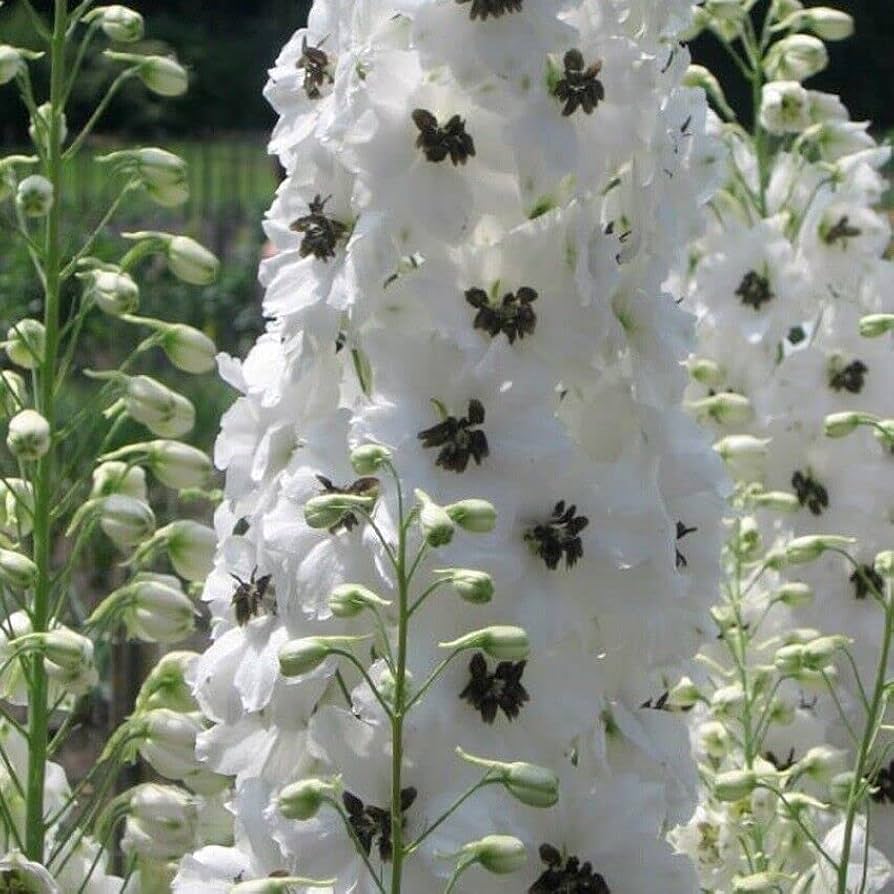 Delphinium Delphinium spp. Seeds for Planting - Great for Flower Bed & Cottage Garden