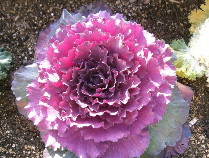 Violet Brassica Oleracea Flower Seeds – Bright Blooms Heirloom & NonGMO Seeds for Home Garden
Sale