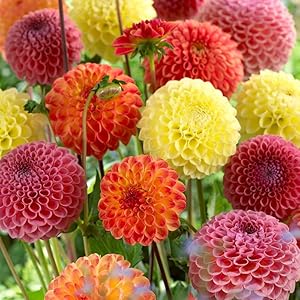 Mixed Dahlia Dahlia spp Flower Seeds for Planting in Flower Bed