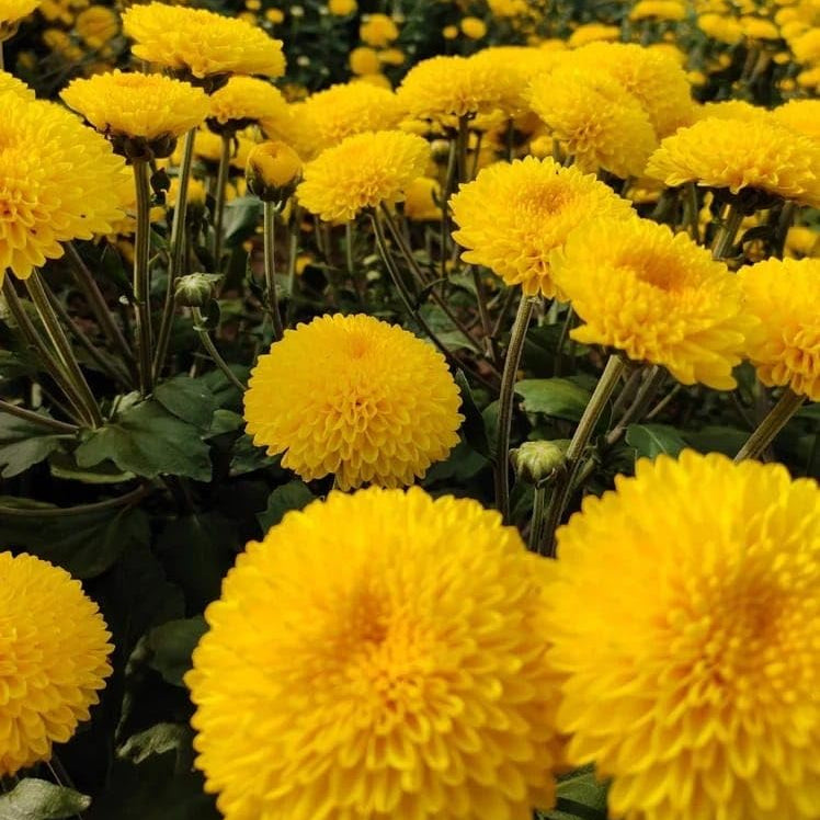 Yellow Chrysanthemum Flower seeds for Planting - Pollinator Friendly, Heirloom & GMO Free Seeds for Home Garden