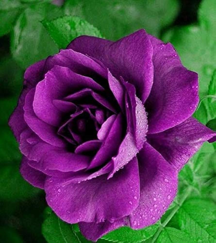 Lavender Rose Flower seeds for Planting - Garden Favorite, Heirloom & GMO Free Seeds for Home Garden