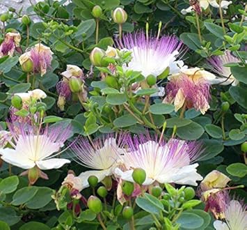 Capparis Spinosa Flower seeds for Planting - Wildflower Mix, Heirloom & GMO Free Seeds for Home Garden
Sale seeds for home garden