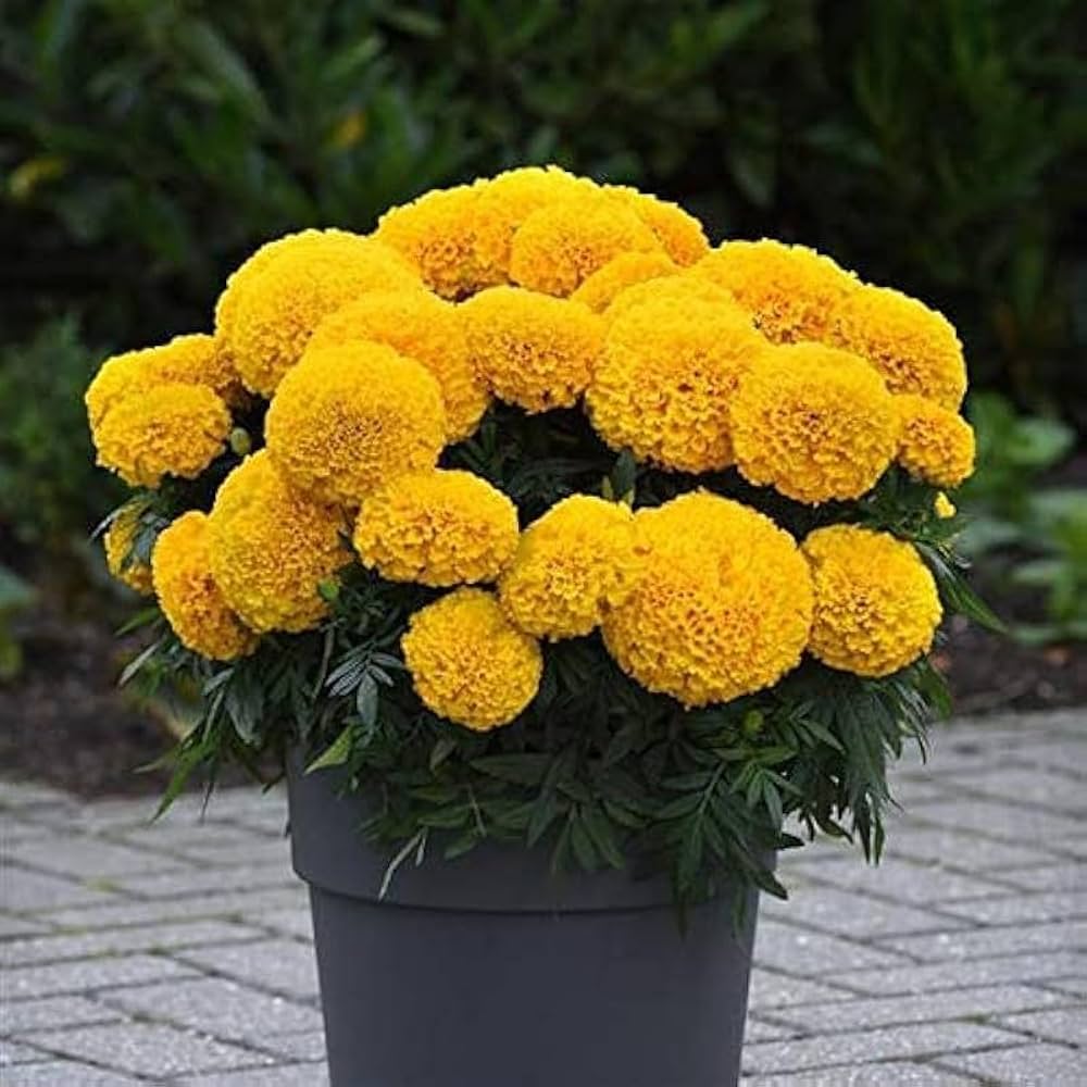 Marigold Tagetes erecta Seeds for Planting in Flower Bed and Home Garden