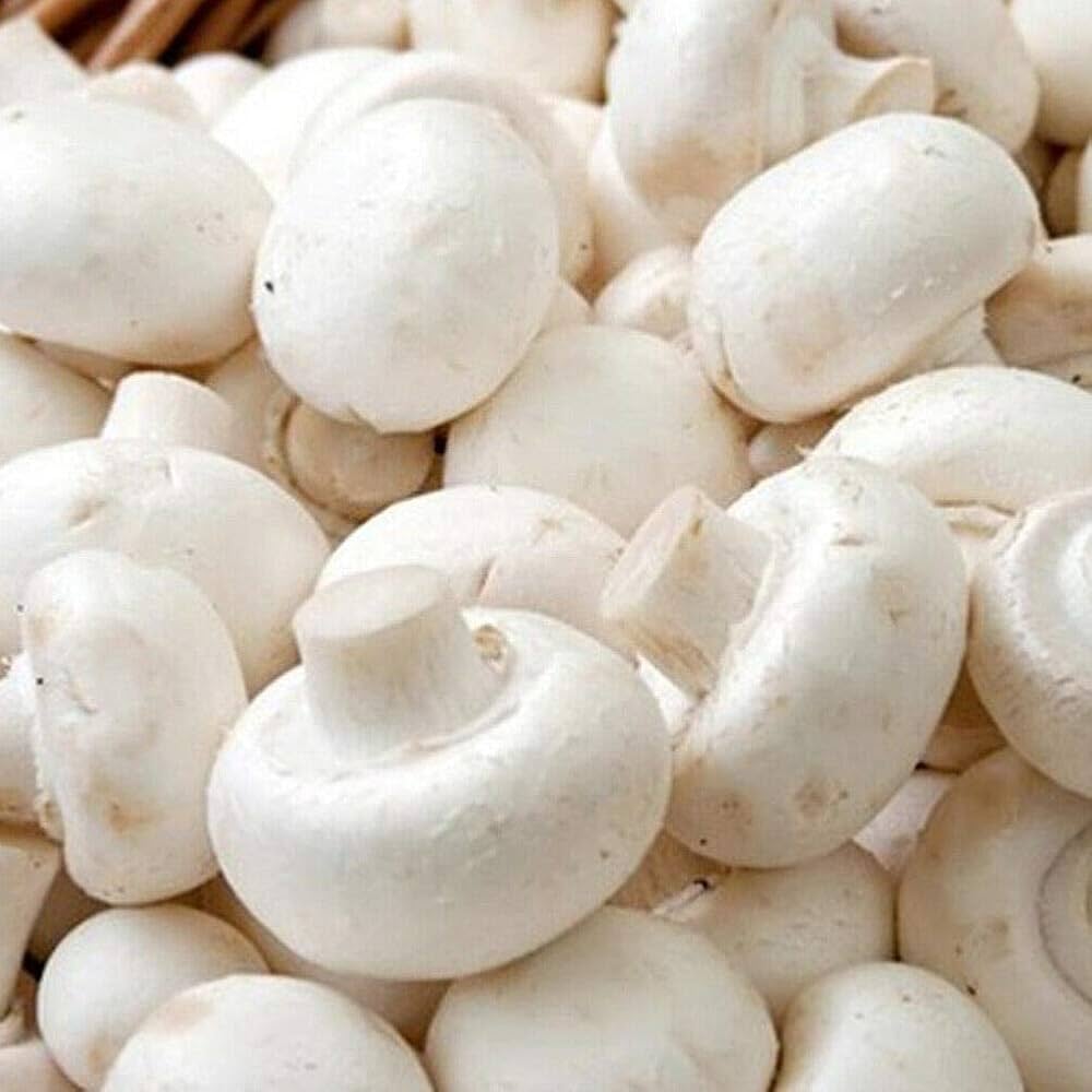 Mushroom Vegetable Seeds for Planting
