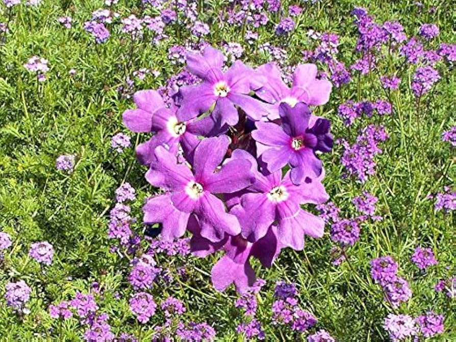 Moss Verbena Verbena tenuisecta Flower Seeds for Planting in Flower Bed and Garden