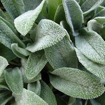 Green Lambs Ear Flower seeds blooming in flower beds, containers, borders, and pollinator-friendly gardens