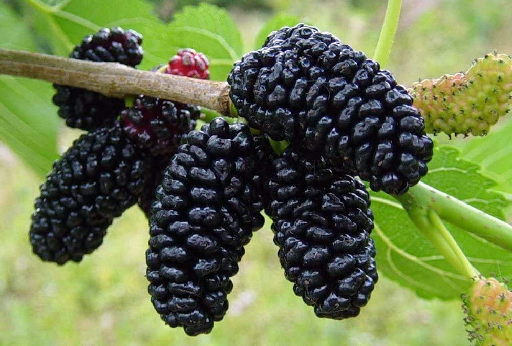 Mulberry Seeds for Planting Morus spp. for fruit gardens and landscapes