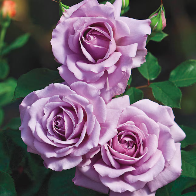 Violet Rare Rose Flower Seeds for Planting Long Bloom Season Heirloom & GMO Free Seeds for Home Garden
Sale