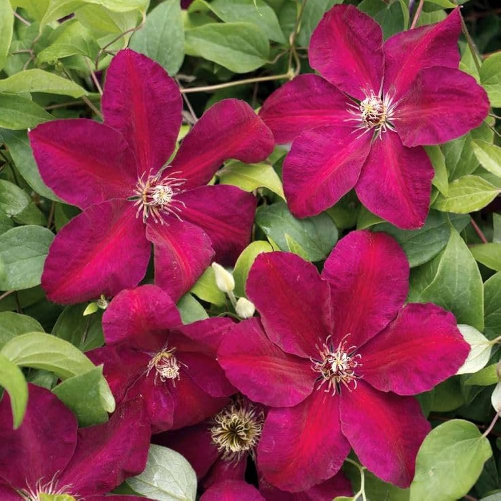 Red Clematis Flower seeds blooming in flower beds, containers, borders, and pollinator-friendly gardens