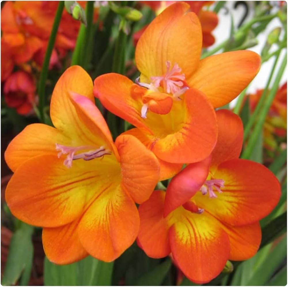 Freesia Freesia spp. Flower Seeds for Planting