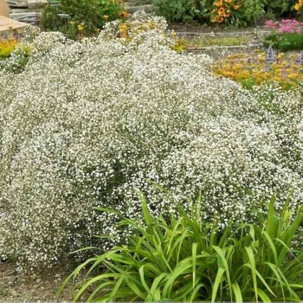 White Gyposophila Elegans Flower seeds for Planting - Fragrant Blossoms, Heirloom & GMO Free Seeds for Home Garden