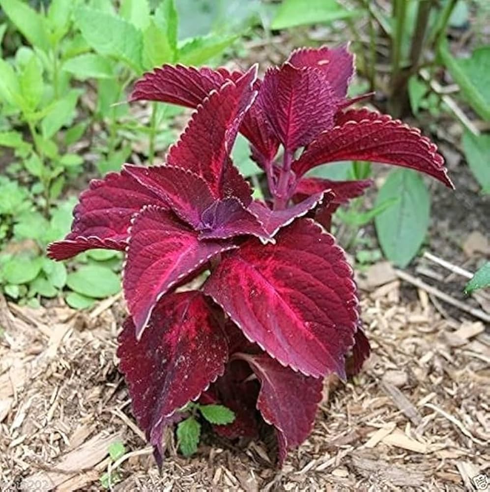 Coleus Jazz Velvet Flower Seeds for Vibrant Planting