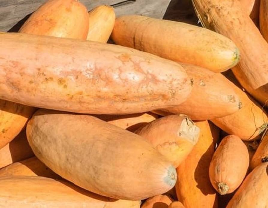 Banana Squash Cucurbita Maxima Pink Seeds for Planting Vegetable Patch Farm Garden