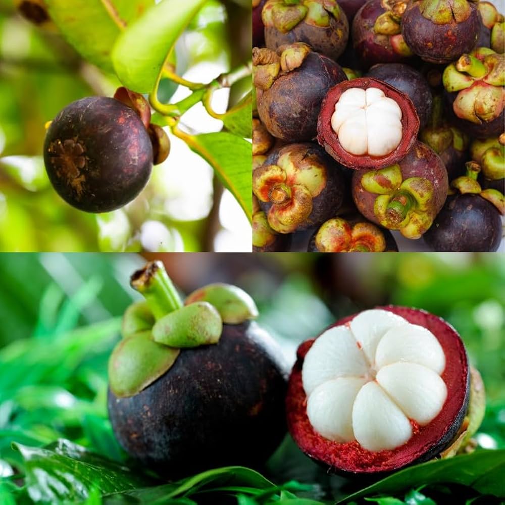 Mangosteen Seeds for Planting - Exotic Fruit Seeds for Home Garden