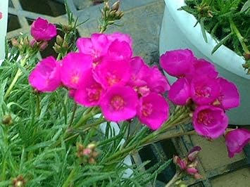 Pink Calandrinia Umbellata Flower seeds blooming in flower beds, containers, borders, and pollinator-friendly gardens