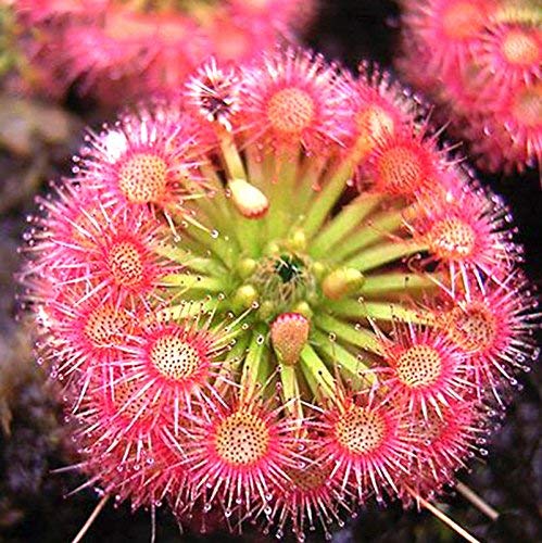 Red Yellow Sundew Flower seeds for Planting Sun Loving Heirloom & GMO Free Seeds for Home Garden
Sale for planting in home garden