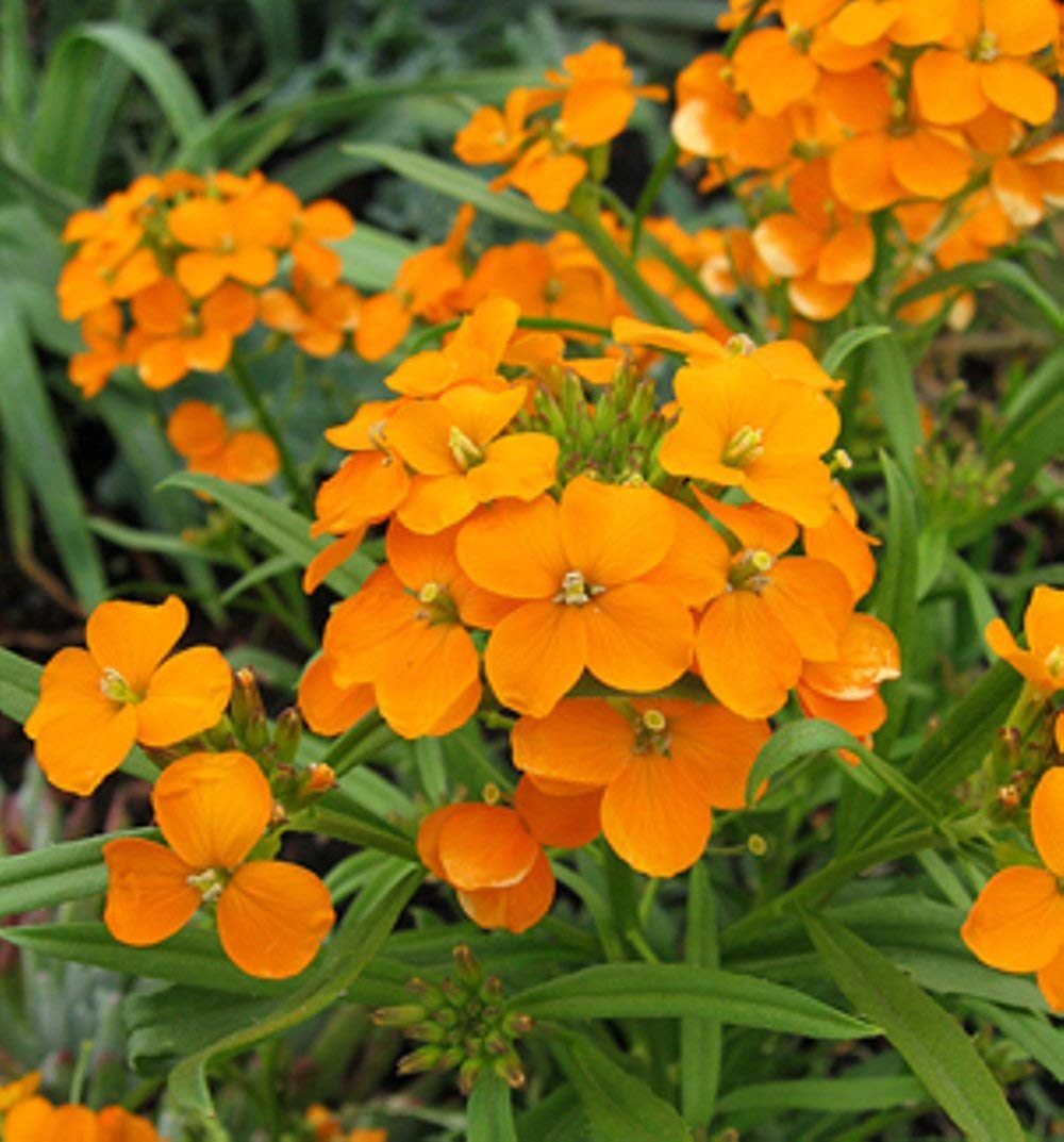 Siberian Wallflower Erysimum sibiricum Seeds for Planting - Ideal for Flower Bed & Urban Garden