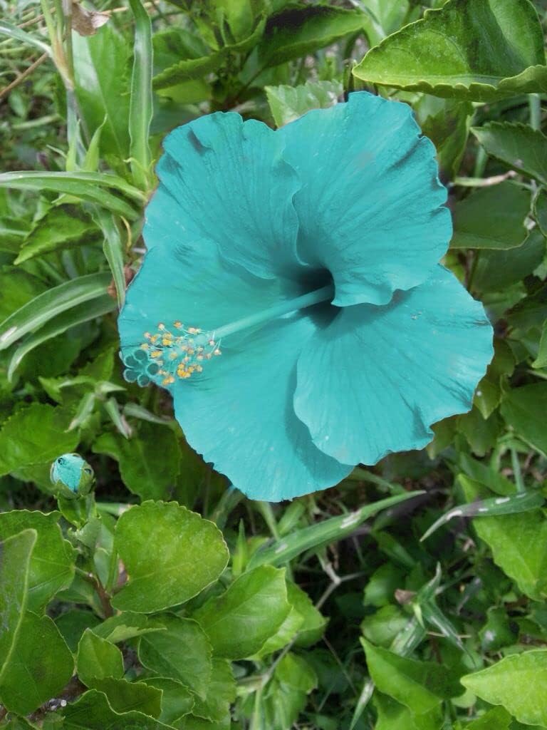 Blue Pink Hibiscus Flower Seeds for Planting Low Maintenance Heirloom & GMO Free Seeds for Home Garden
Sale for planting in home garden