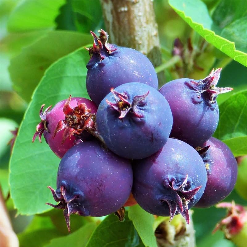 Saskatoon Fruit Seeds for Planting - Grow Your Own Berries