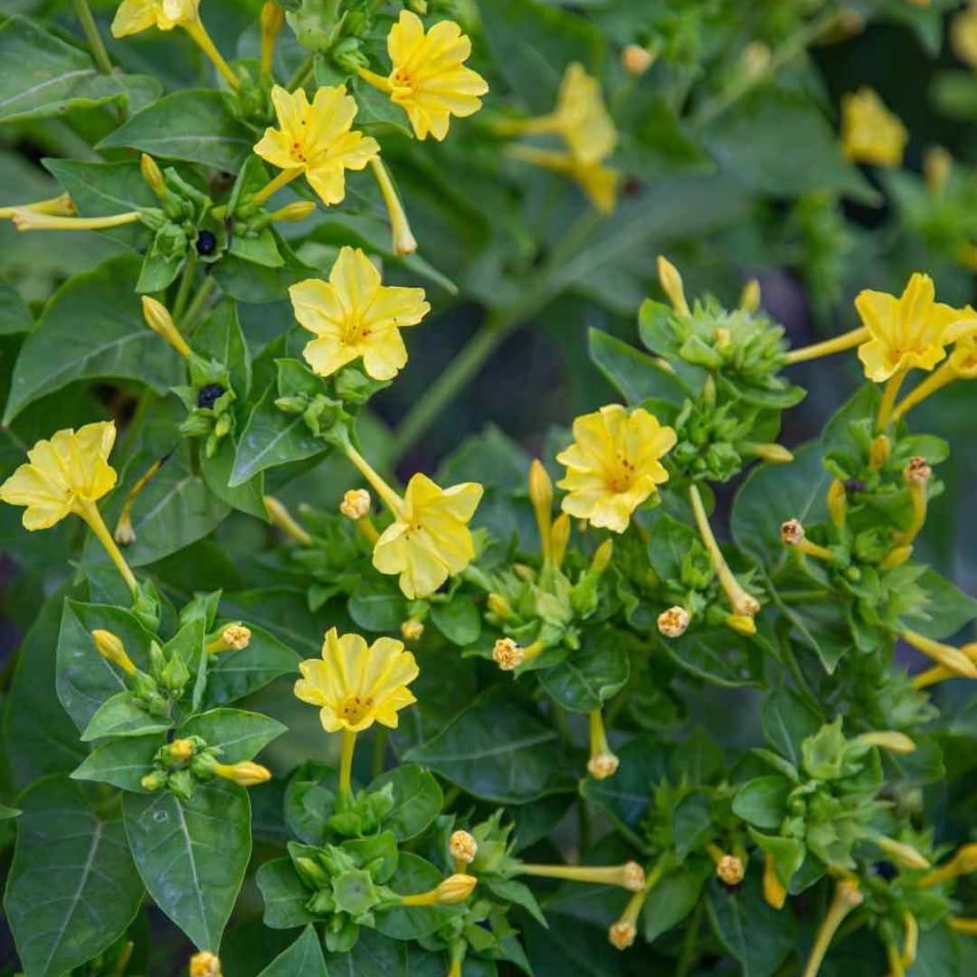 Yellow Mirabilis Flower seeds for Planting - Pollinator Friendly, Heirloom & GMO Free Seeds for Home Garden