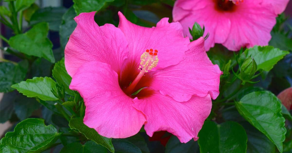 Pink Hibiscus Flower seeds for Planting Cottage Garden Essential Heirloom & GMO Free Seeds for Home Garden
Sale for planting in home garden